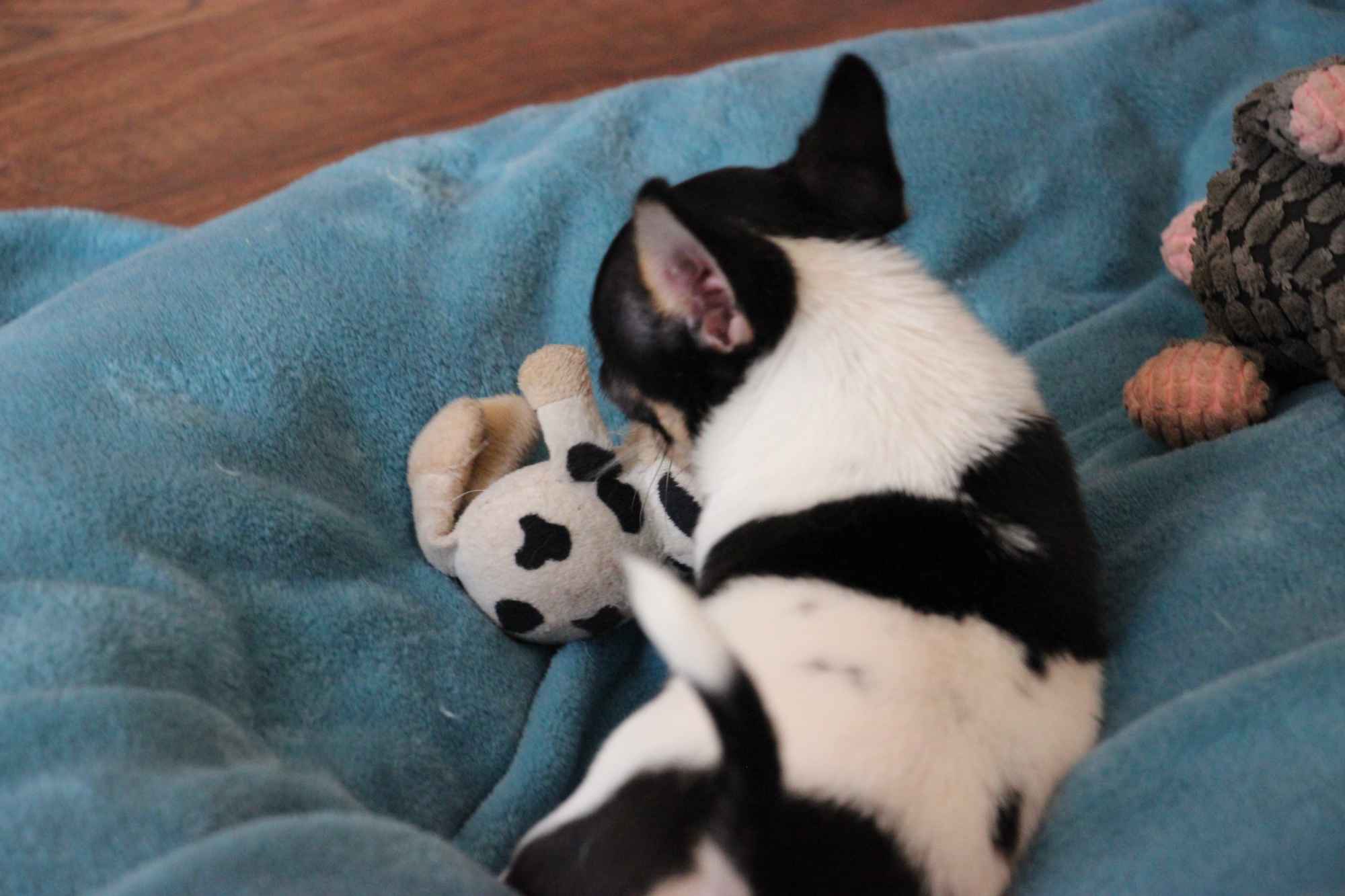 Chihuahua pieski chihuahua Łosie - zdjęcie 5