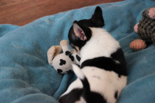 Chihuahua pieski chihuahua Łosie - zdjęcie 5