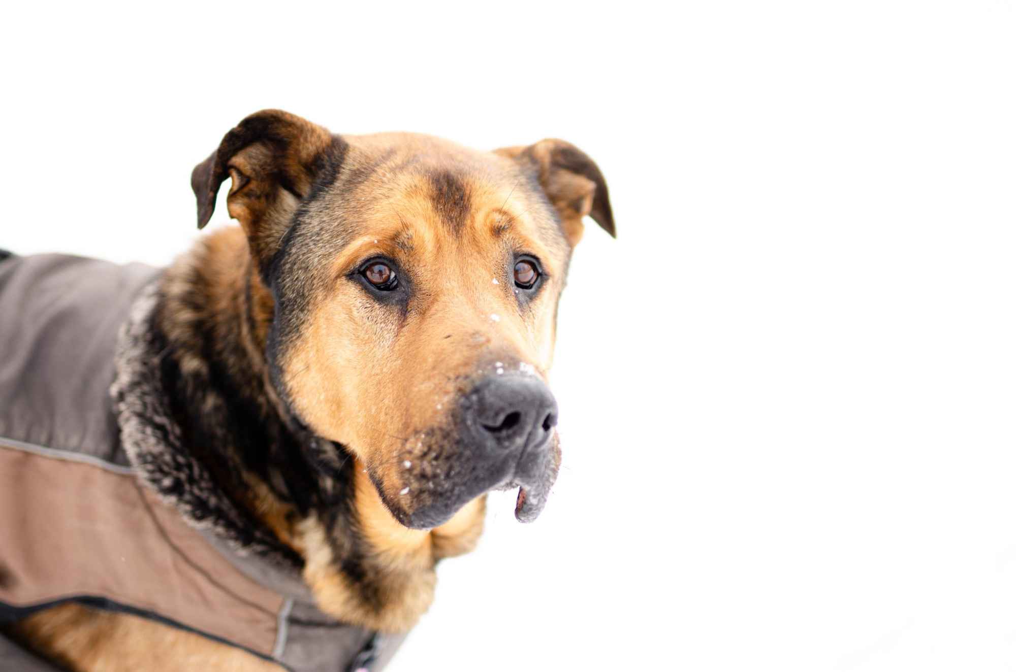 Leon - wielki pies z gołębim sercem szuka domu! Olsztyn - zdjęcie 1