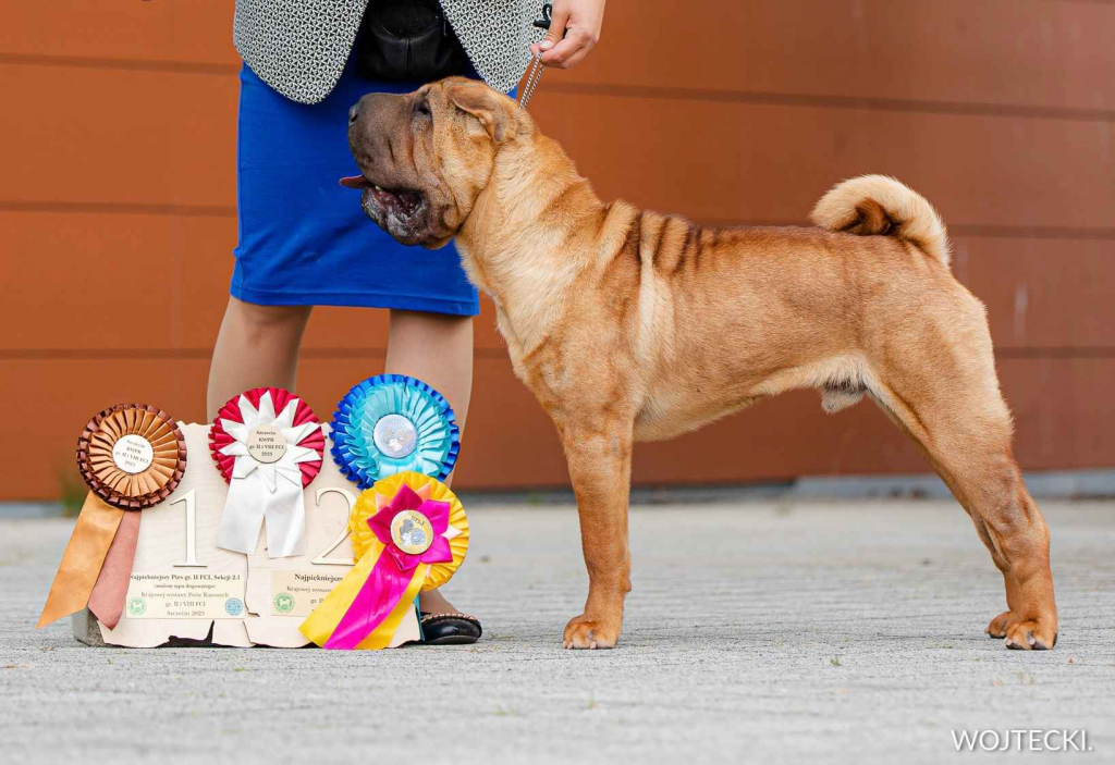 Na sprzedaż szczeniaki rasy Shar pei po utytułowanych rodzicach Banino - zdjęcie 5