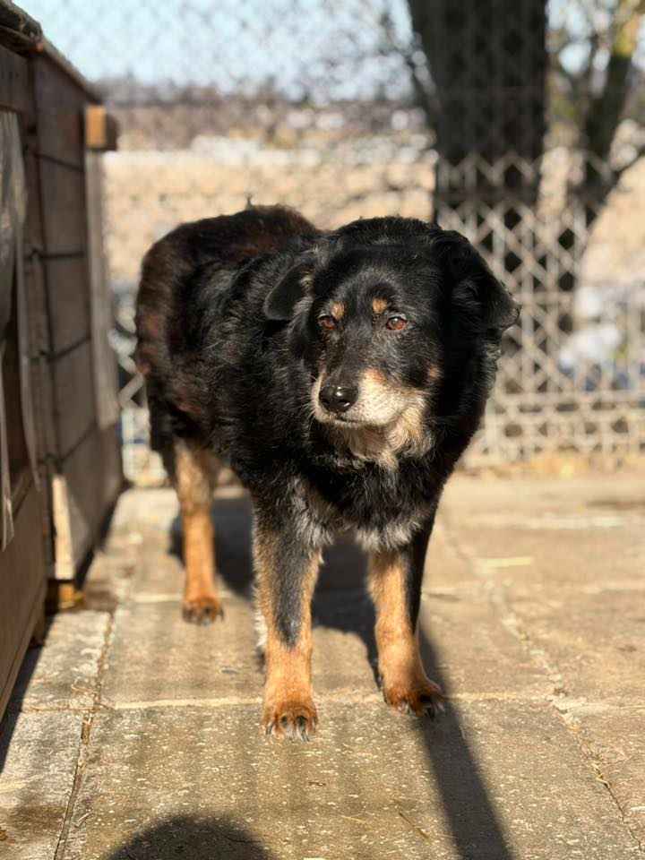 Dżeki - łagodny, spokojny, niekonfliktowy psiak Olsztyn - zdjęcie 2