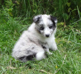 Owczarek szetlandzki piesek bi merle z rodowodem Budy Michałowskie - zdjęcie 2