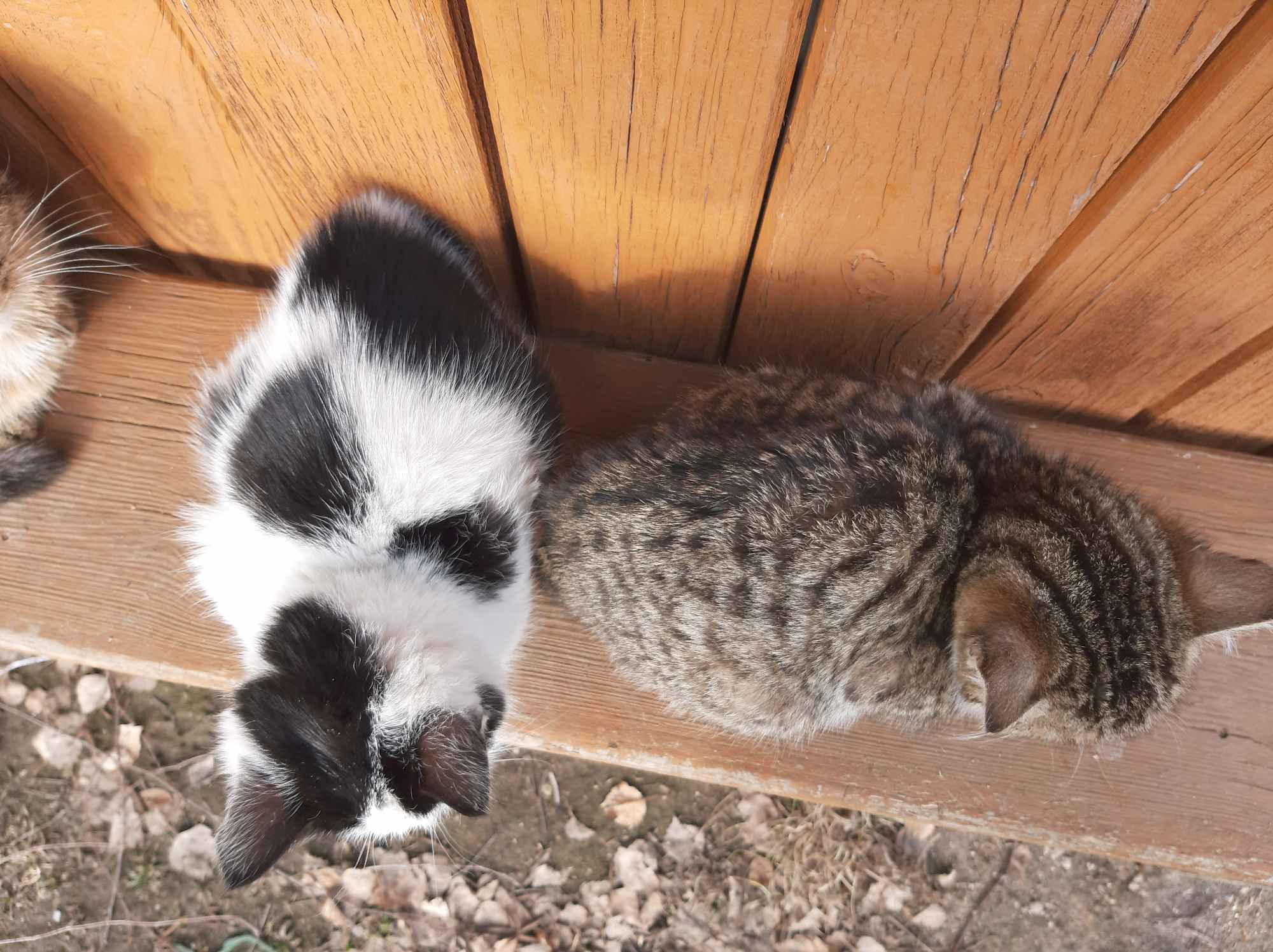 oddam w dobre ręce kocięta Płońsk - zdjęcie 2