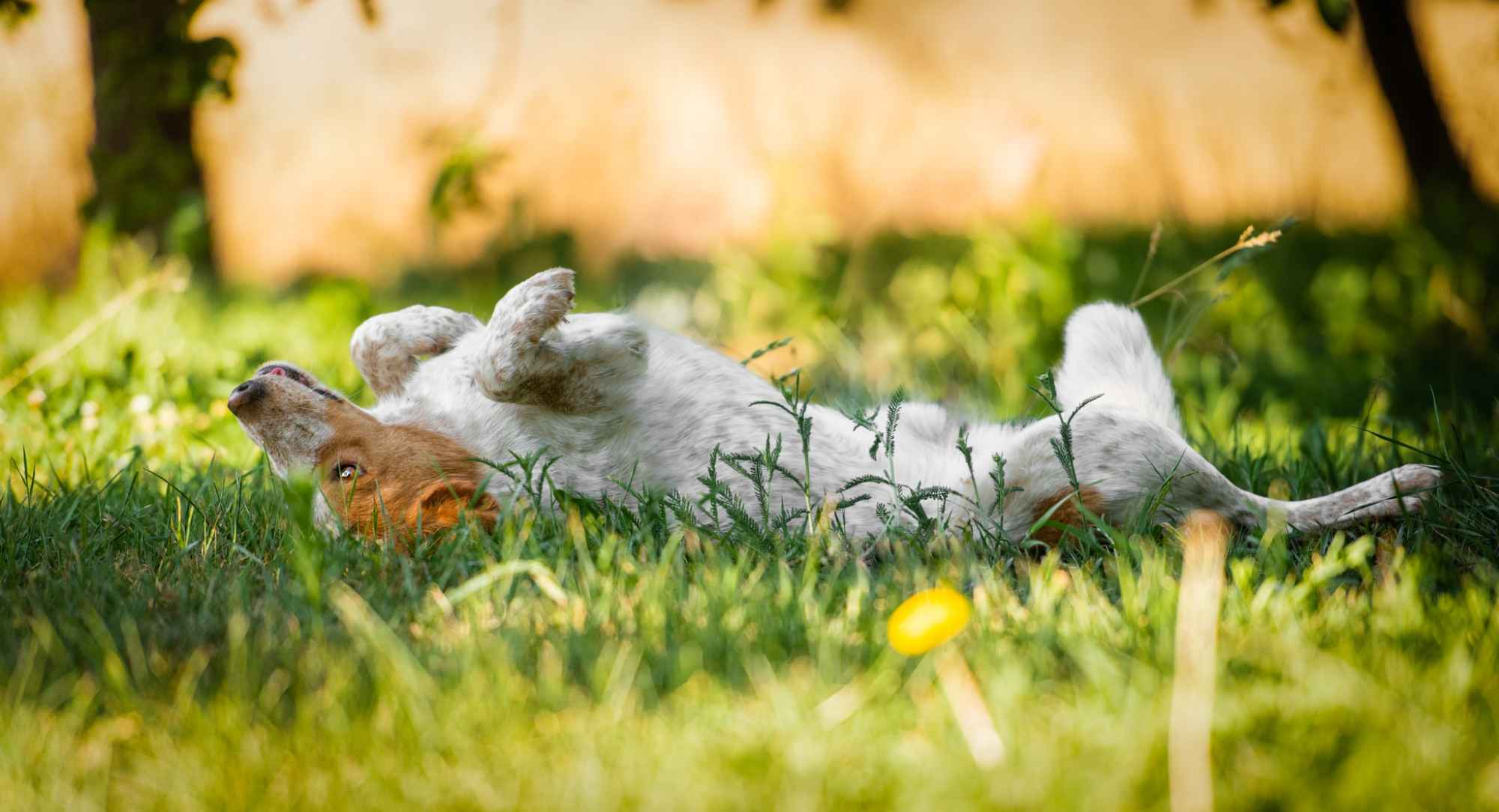 Borysek - anioł w łatki szuka kochającego domu! Olsztyn - zdjęcie 5
