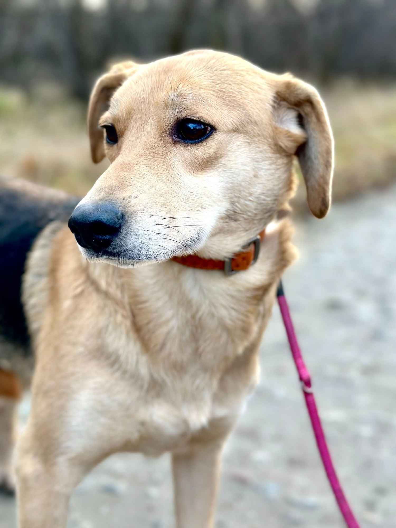 Od szczeniaka w schronisku, Kira błaga o dom! Olsztyn - zdjęcie 1