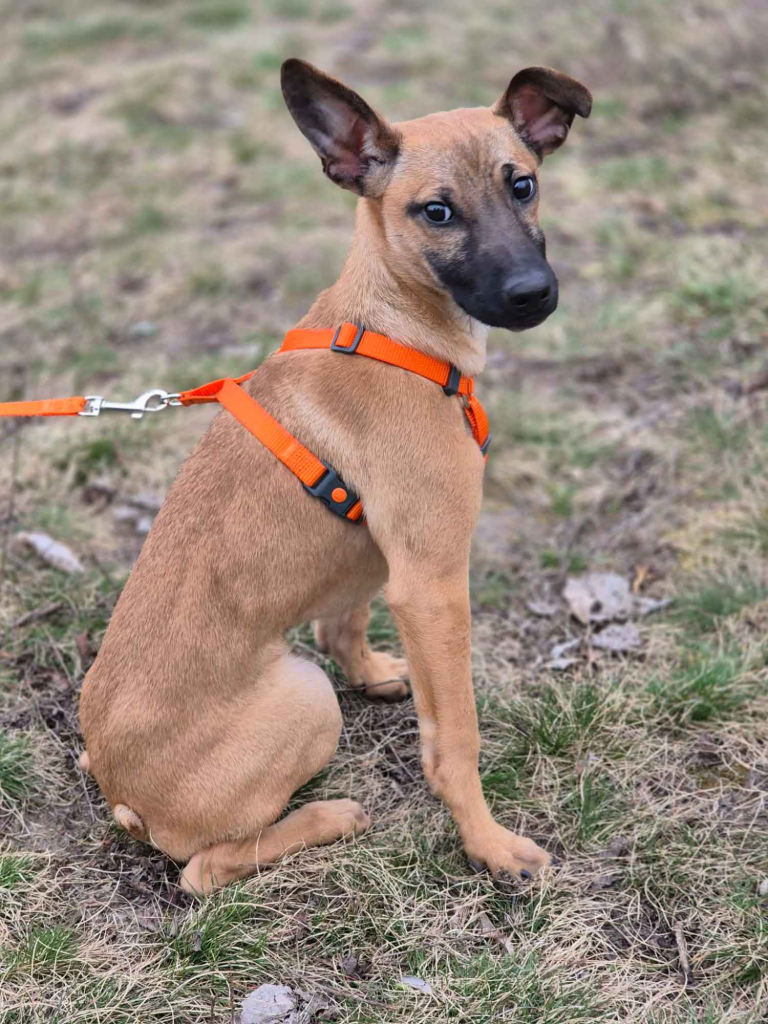 Malinka - szczeniak, kochana delikatna sunia Olsztyn - zdjęcie 2