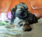 Shih tzu rasowe szczenięta Wałbrzych - zdjęcie 6