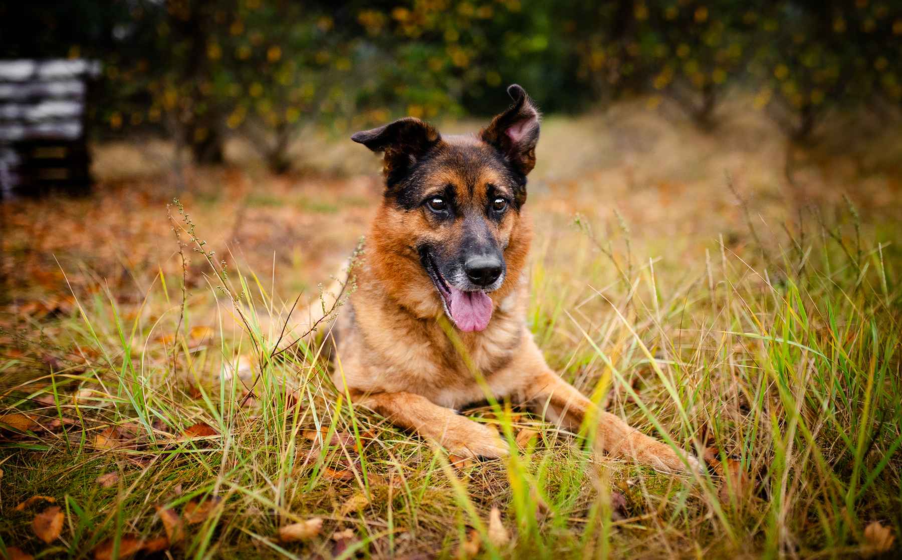 Lizak - kochany, przyjazny owczarek szuka domu Olsztyn - zdjęcie 6