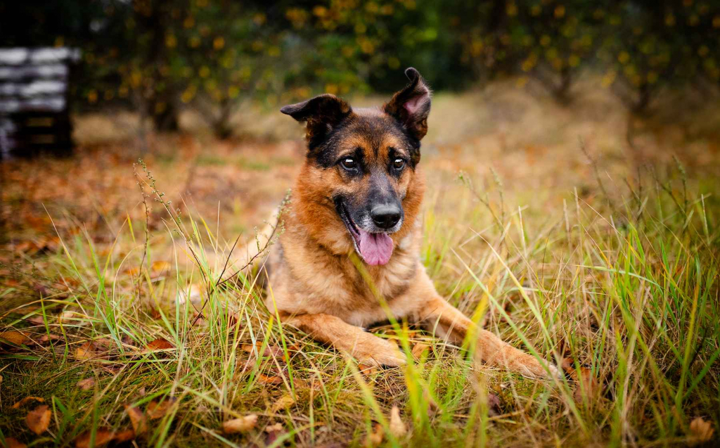 Lizak - kochany, przyjazny owczarek szuka domu Olsztyn - zdjęcie 6