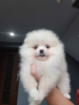 *Pomeranian XS typ misia Sunia ADA* Prądocin - zdjęcie 6
